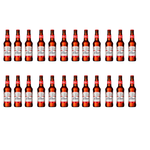 24 Flaschen Bud amerikanisches Bier gleichmäßig angeordnet vor weißem Hintergrund – Großpackung für Events oder Vorrat

